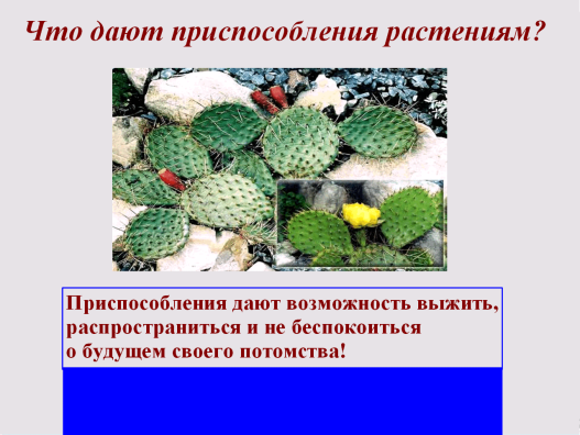 Конспект, флипчарт по биологии на тему Приспособляемость организмов к среде обитания как результат действия естественного отбора (9 класс).