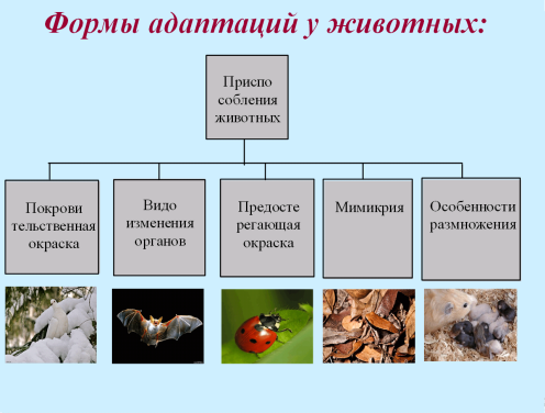 Конспект, флипчарт по биологии на тему Приспособляемость организмов к среде обитания как результат действия естественного отбора (9 класс).