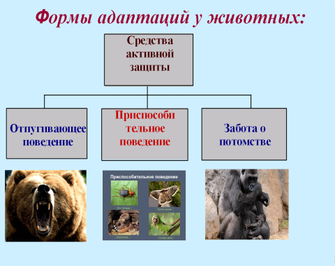 Конспект, флипчарт по биологии на тему Приспособляемость организмов к среде обитания как результат действия естественного отбора (9 класс).