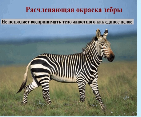 Конспект, флипчарт по биологии на тему Приспособляемость организмов к среде обитания как результат действия естественного отбора (9 класс).