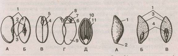 Строение семян яблони и тыквы рисунок биология