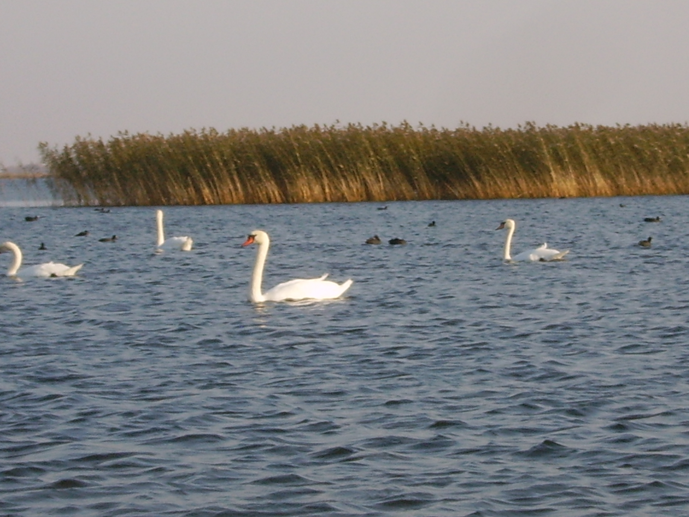 Исследовательский проект Мониторинг озера Балыкты