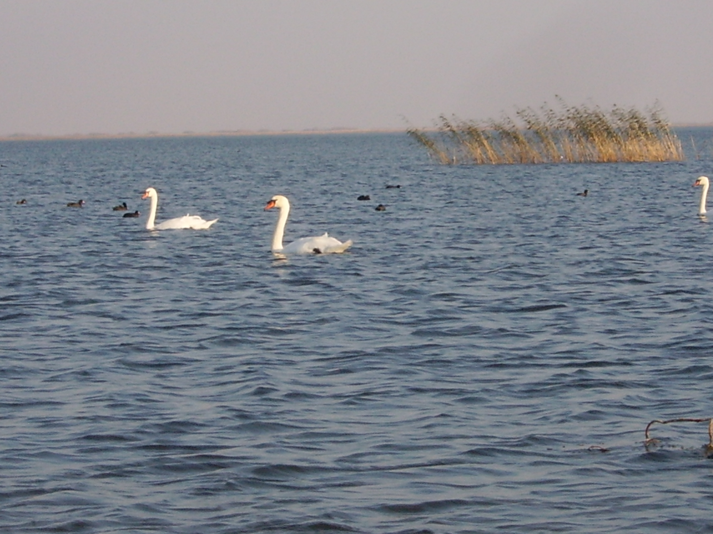 Исследовательский проект Мониторинг озера Балыкты
