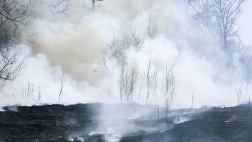 Проект Лесоторфяные пожары. Как не потерять леса Подмосковья
