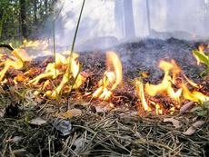 Проект Лесоторфяные пожары. Как не потерять леса Подмосковья