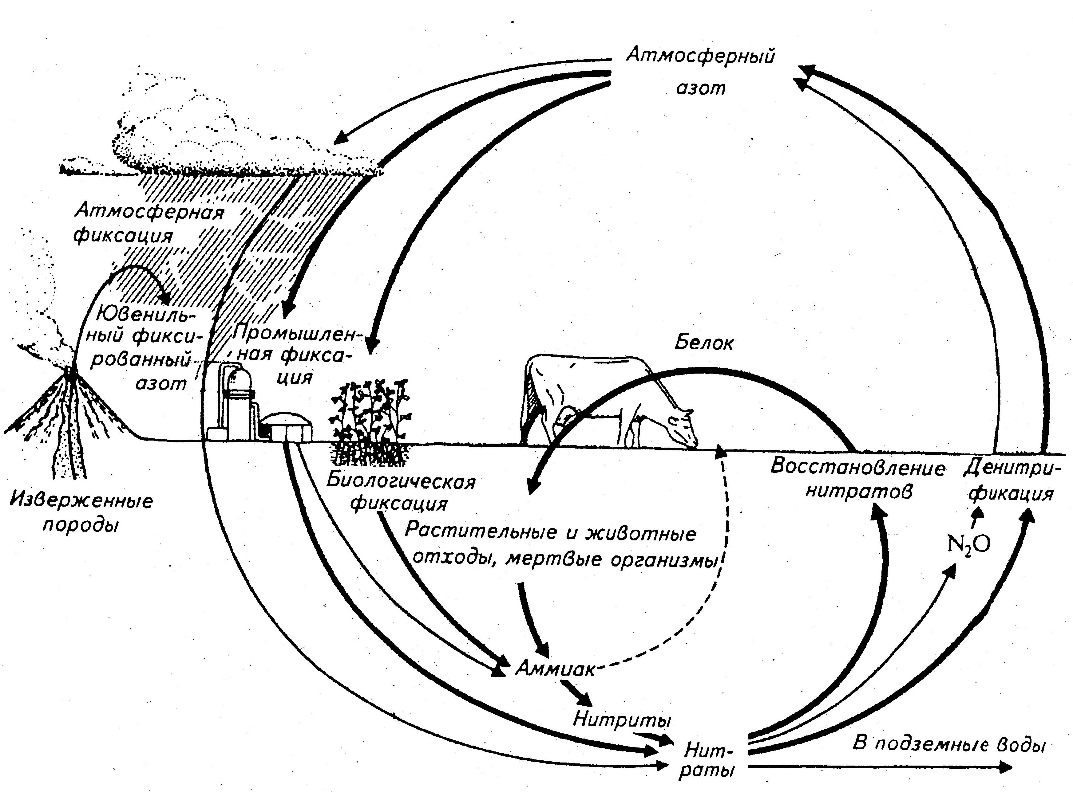 Азот углерод кислород в воде. Цикл азота в биосфере схема. Круговорот веществ в биосфере азот. Схема круговорота азота схема. Составление схемы круговорота азота в биосфере.