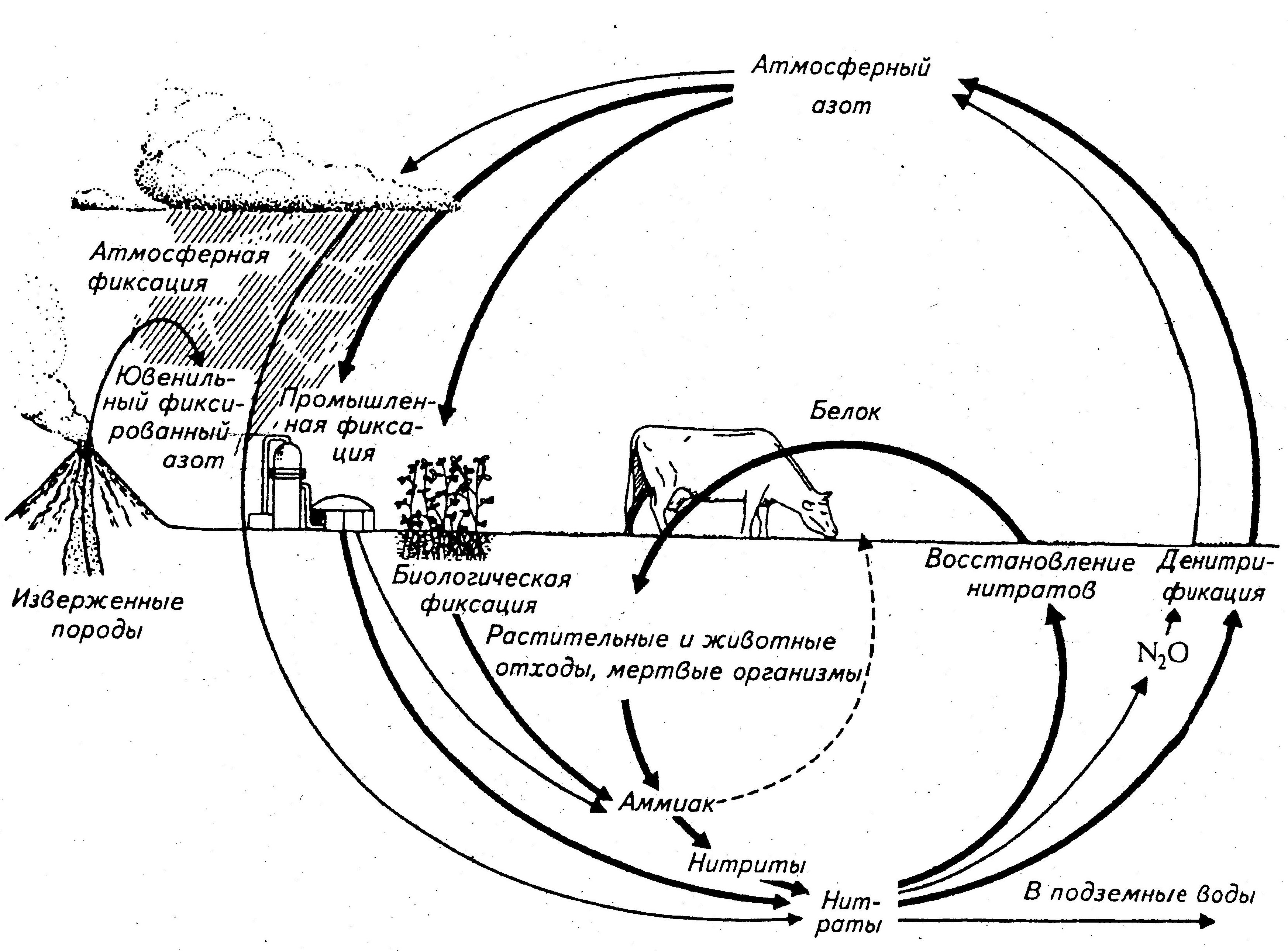 Атмосферные вопросы. Круговорот веществ в биосфере азот. Составление схемы «круговорот азота в биосфере». Круговорот азота в биосфере схема и пояснения к ней. Рис. Круговорот азота в природе.