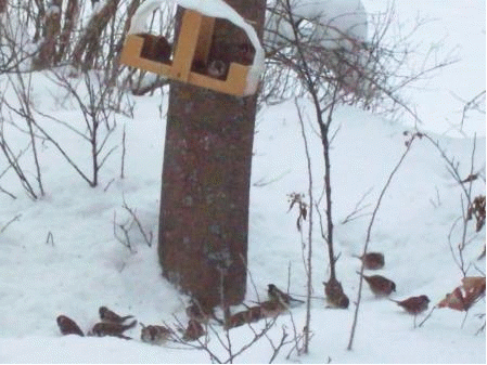 Проект Накормим птиц зимой