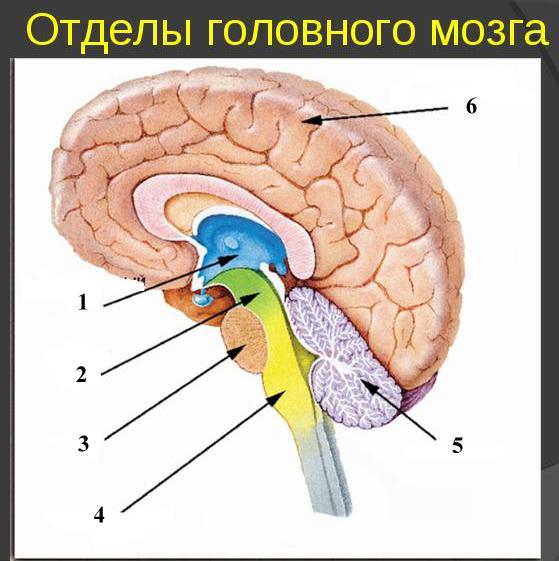 Урок-путешествие в 8 классе на тему: Строение и функции головного мозга