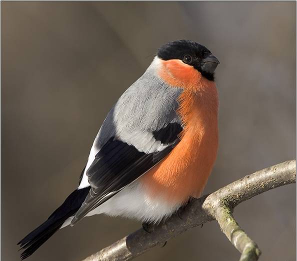 Исследовательская работа Изучение видового состава зимующих птиц села Тихменево