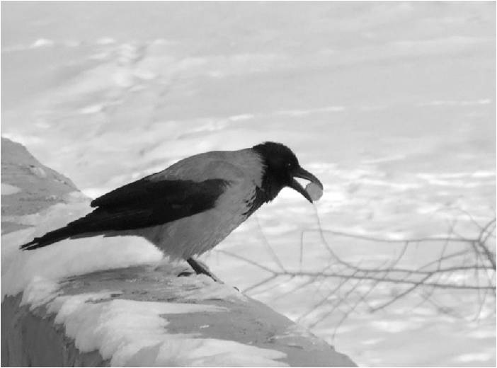 Исследовательская работа Изучение видового состава зимующих птиц села Тихменево