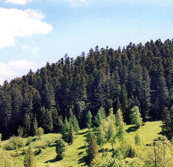 КОНКУРСНАЯ РАБОТА НА ТЕМУ: «Брянские леса – России краса!»