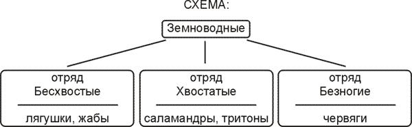 Урок по биологии на тему: Внешнее строение земноводных