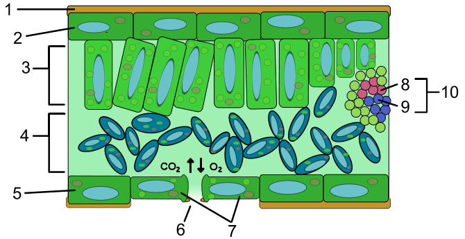 Технологическая карта урока Клеточное строение листа