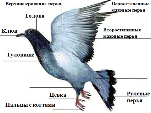 Методическая разработка занятия Птицы - высшие позвоночные животные