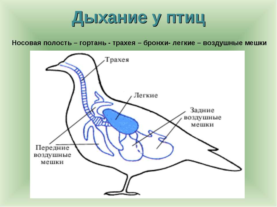 Методическая разработка занятия Птицы - высшие позвоночные животные