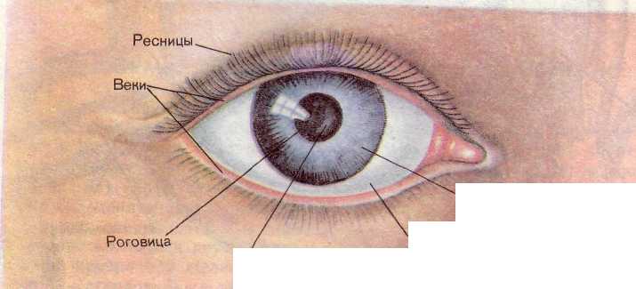 Зрительный анализатор. Строение и функции глаза