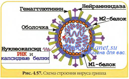 Классный час История возникновения гриппа