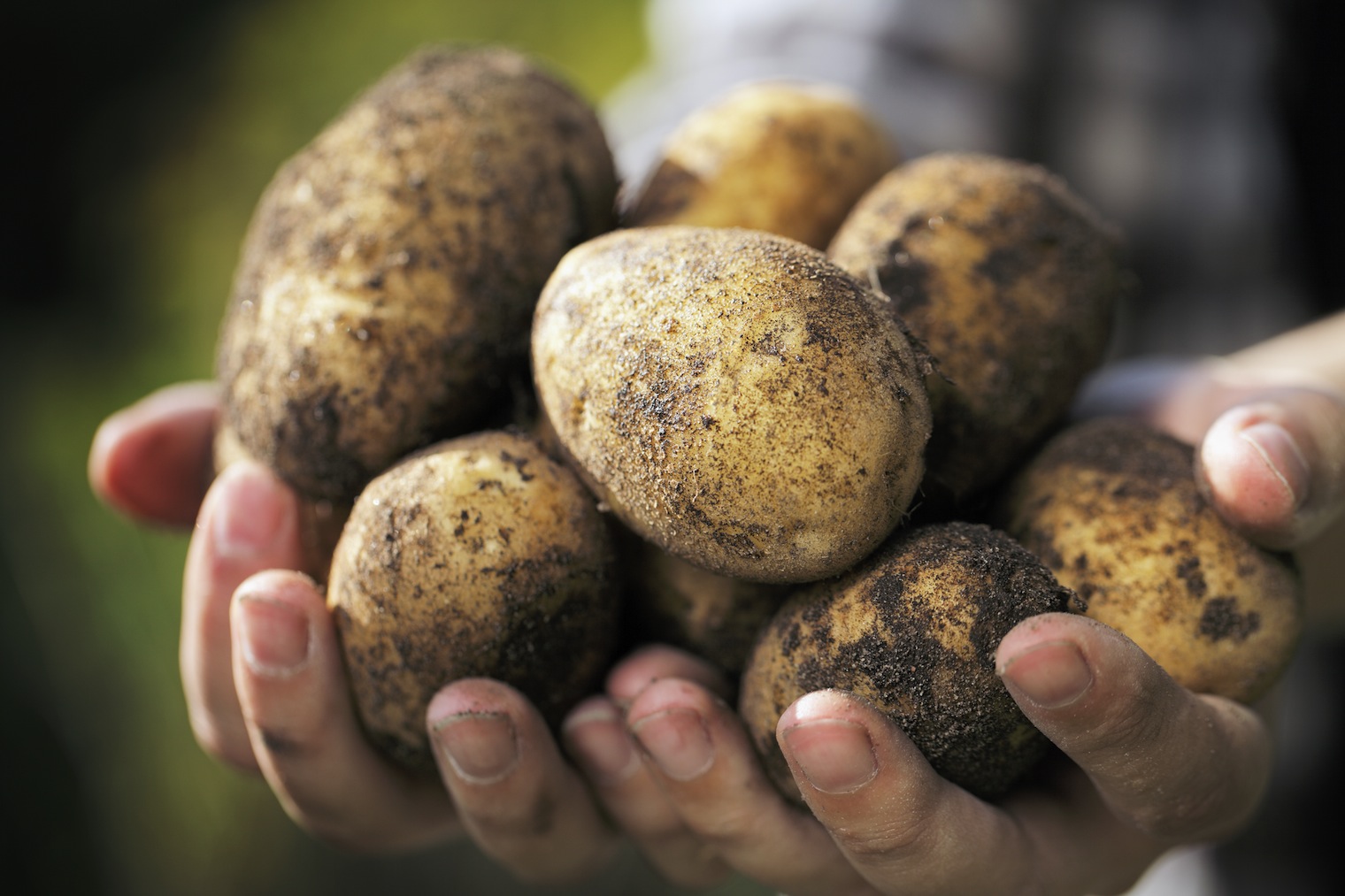 Исследовательская работа Сортоиспытание картофеля