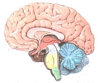 Урок по биологии в 8 классе по теме Строение головного мозга