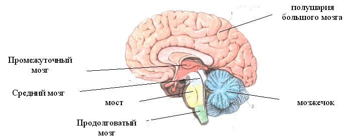 Урок по биологии в 8 классе по теме Строение головного мозга