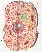Конспект урока по биологии Ткани организма человека. Органы и системы органов. Функциональная система (8 класс