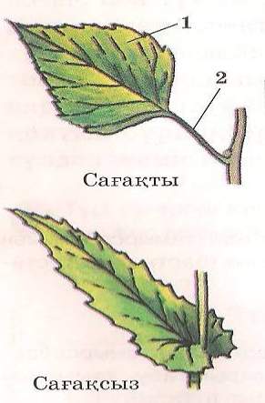 Биология пәнінен ашық сабақ 6 класс