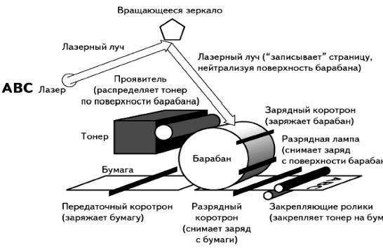 Принтерах используется электрографический принцип создания изображения