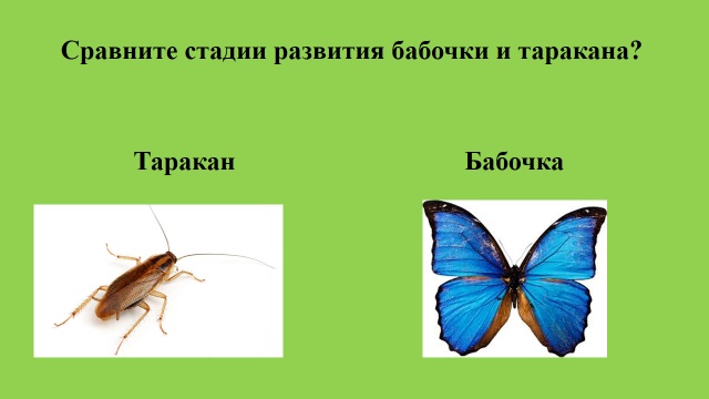 Размножение и типы развития насекомых.