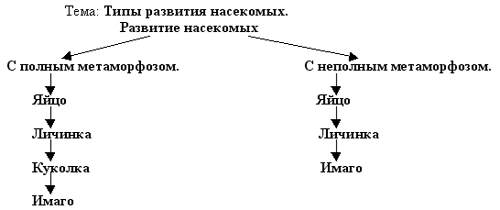 Размножение и типы развития насекомых.