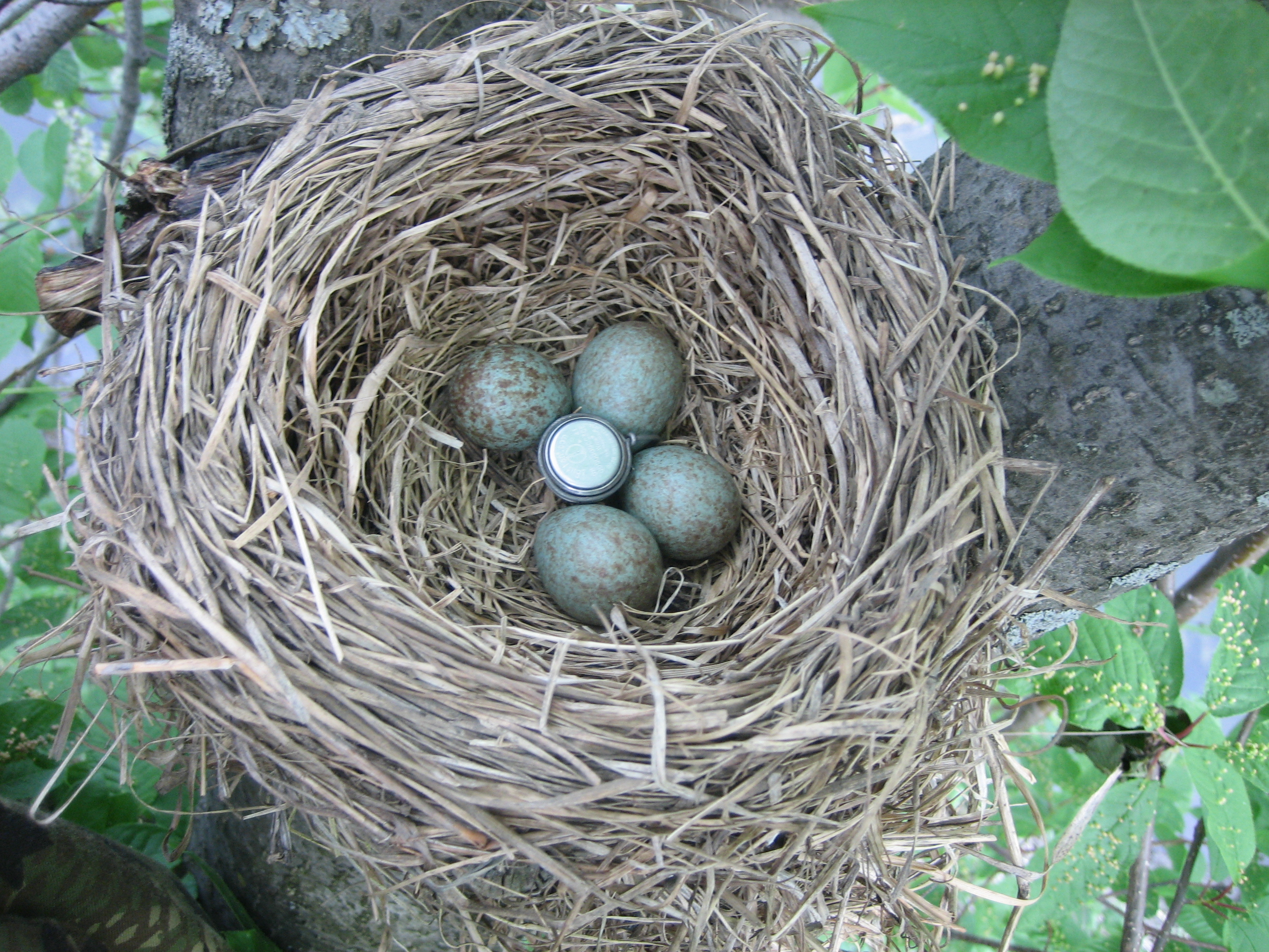 Статья по орнитологии на тему: Температура инкубации и влажность в гнездах птиц