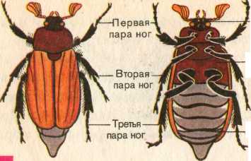 Урок биологии 7 класс Тема урока: «Тип Членистоногие. Класс Насекомые. Общая характеристика»