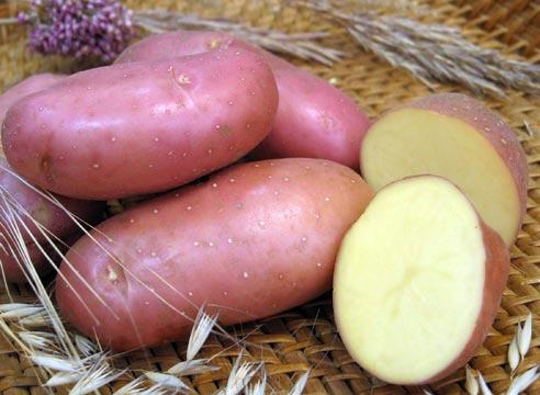 Проетк: «Нетрадиционные способы посадки картофеля»
