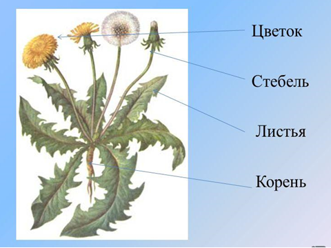 План урока ОРКСЭ Культура и мораль