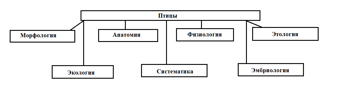 Разработка урока-дидактической игры В гостях у птиц биология 7 класс