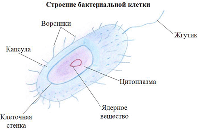 План-конспект урока биологии на темуБактерии: строение и жизнедеятельность (5 класс)