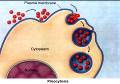 Конспект урока в 8 классе на тему: Клетка- структурная единица организма. Соматические и половые клетки. Деление клеток.
