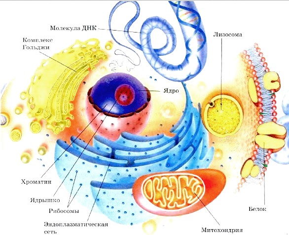 Конспект урока в 8 классе на тему: Клетка- структурная единица организма. Соматические и половые клетки. Деление клеток.