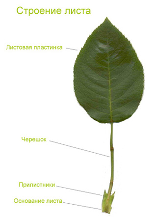 Урок по биологии растений по теме:Фотосинтез – воздушное питание растений. Дыхание растений.(6 класс)