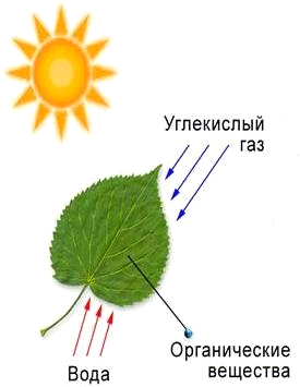 Урок по биологии растений по теме:Фотосинтез – воздушное питание растений. Дыхание растений.(6 класс)
