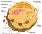 Открытый урок по предмету биология Тема урока: Строение растительной и животной клеток.