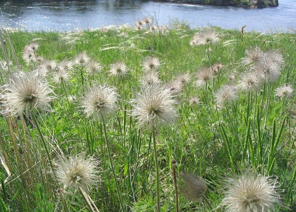 Творческий проект Сон- трава -символ весны!