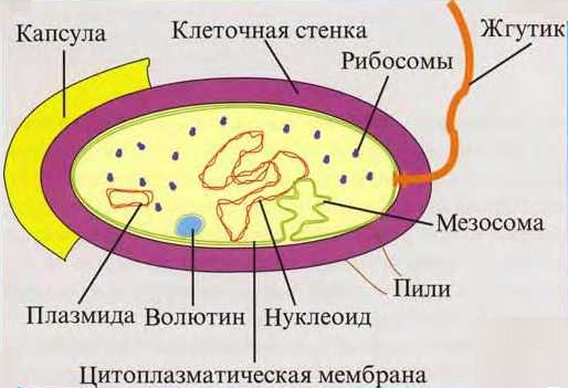 Рабочая программа по биологии 10 класс к учебнику Д.К. Беляева