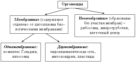 План-конспект урока по биологии №15