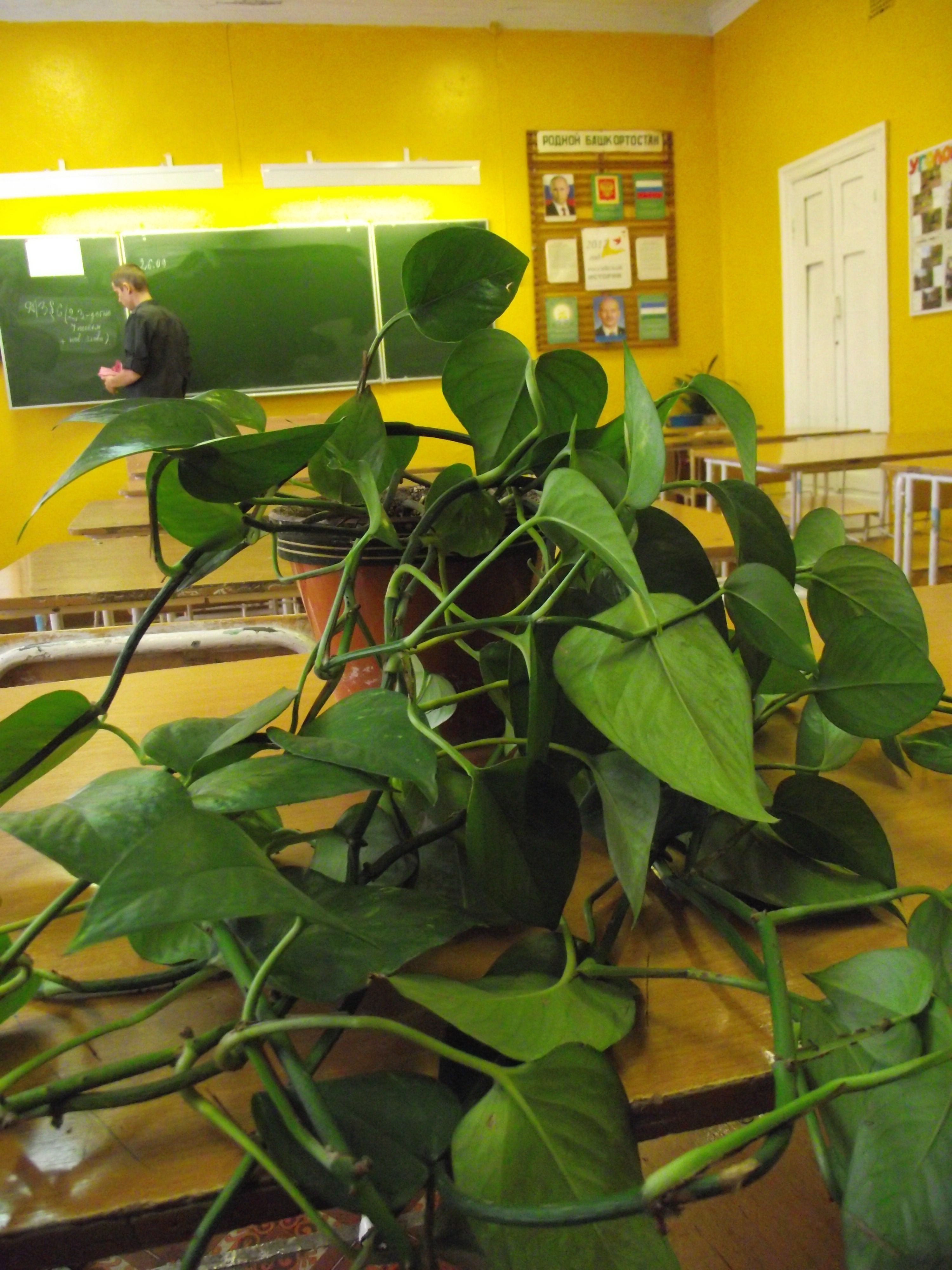 Исследовательская работа.Ампельные растения в школе.