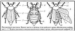 Лабораторная работа в 7 классе по теме Строение насекомых