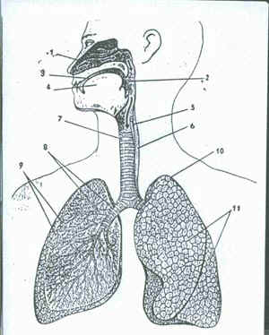 Конспект - разработка урока по биологии в 8 классе Дыхательная система человека