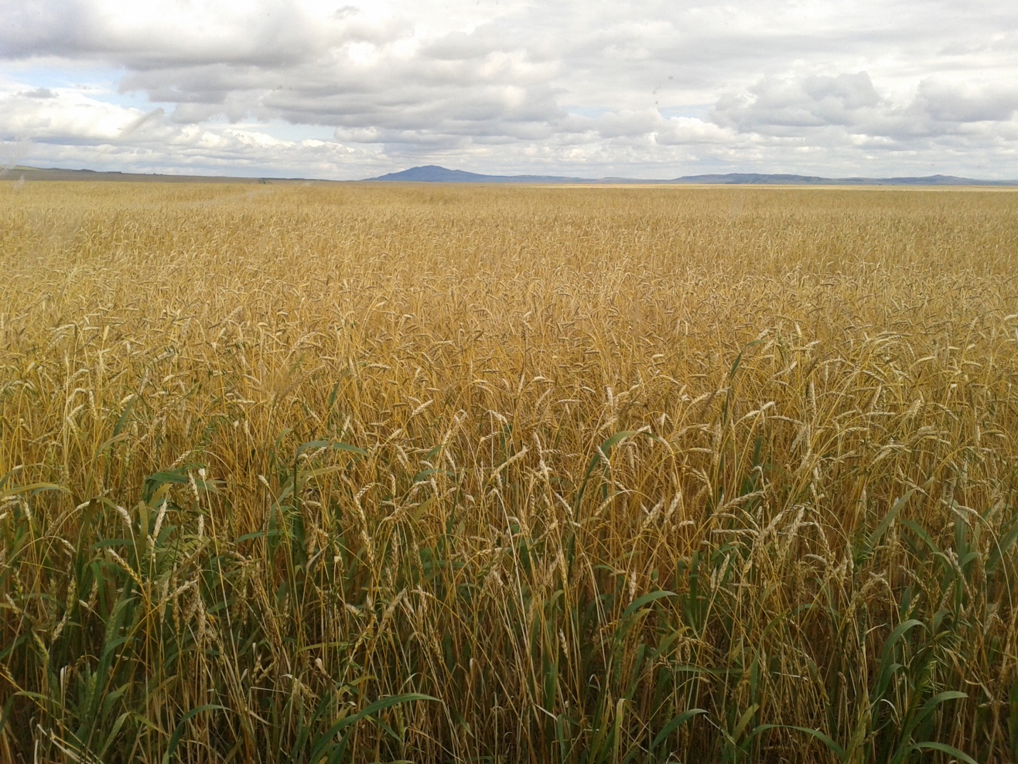 Пшеничное Холз Оренбург