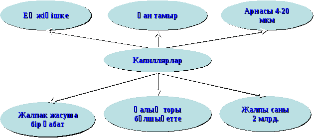 Открытый урок Қан айналым мүшелері (8-класс)