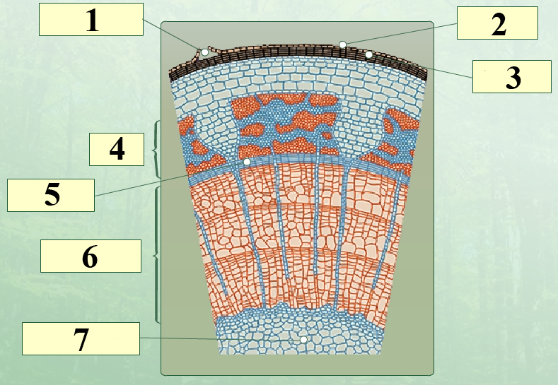 Стебель камбий древесина сердцевина егэ схема